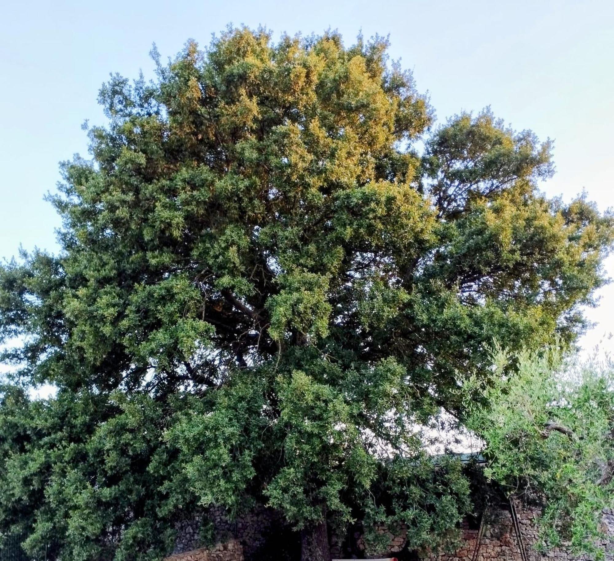 Villa Trulli La Quercia Del Nonno Locorotondo Esterno foto